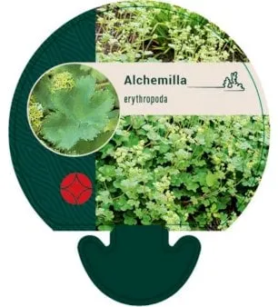 Pie de león